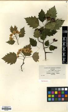 Type specimen at Edinburgh (E). Eggleston, William: 2237. Barcode: E00414224.
