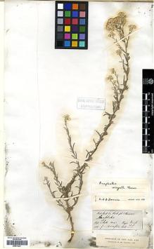 Type specimen at Edinburgh (E). Thomson, Thomas: . Barcode: E00414231.