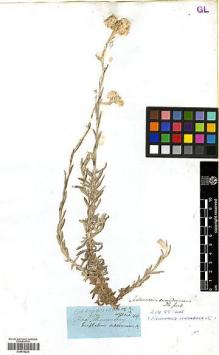 Type specimen at Edinburgh (E). Wight, Robert: 1469. Barcode: E00414233.