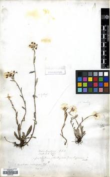 Type specimen at Edinburgh (E). Wallich, Nathaniel: 2935. Barcode: E00414234.