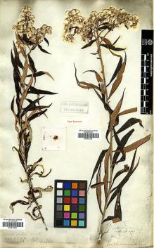 Type specimen at Edinburgh (E). Wallich, Nathaniel: 2944B. Barcode: E00414238.