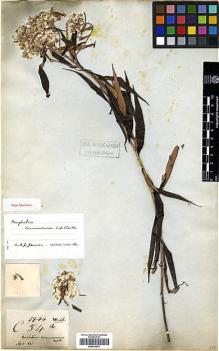 Type specimen at Edinburgh (E). Wallich, Nathaniel: 2944A. Barcode: E00414241.