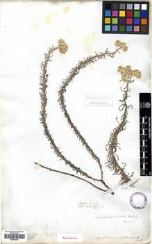 Type specimen at Edinburgh (E). Wallich, Nathaniel: 2946. Barcode: E00414242.