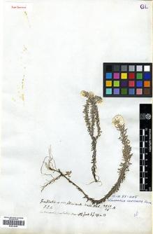 Type specimen at Edinburgh (E). Wallich, Nathaniel: 2946A. Barcode: E00414243.