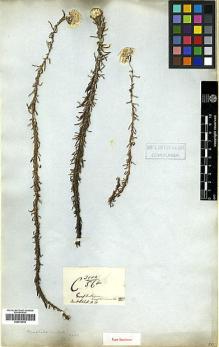 Type specimen at Edinburgh (E). Wallich, Nathaniel: 2946B. Barcode: E00414244.