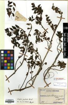 Type specimen at Edinburgh (E). Taquet, Emile: 1038. Barcode: E00414253.