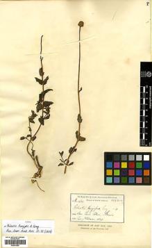 Type specimen at Edinburgh (E). Parry, Charles; Palmer, Edward: 465. Barcode: E00414262.