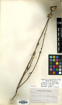 Type specimen at Edinburgh (E). Drummond, James: 200. Barcode: E00414265.