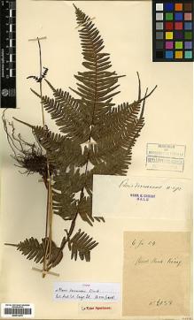 Type specimen at Edinburgh (E). Cavalerie, Pierre: 2038. Barcode: E00414275.
