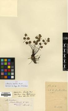 Type specimen at Edinburgh (E). Cavalerie, Pierre: 1891. Barcode: E00414280.