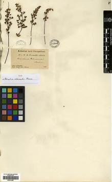 Type specimen at Edinburgh (E). Przewalski, Nikolai: . Barcode: E00414283.