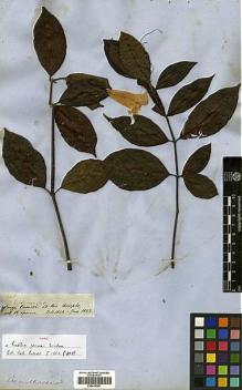 Type specimen at Edinburgh (E). Spruce, Richard: 2605. Barcode: E00414287.