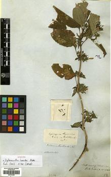 Type specimen at Edinburgh (E). Cuming, Hugh: 1163. Barcode: E00414290.