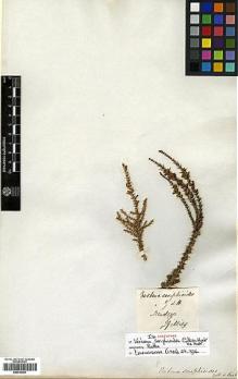 Type specimen at Edinburgh (E). Gillies, John: . Barcode: E00414291.