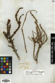 Type specimen at Edinburgh (E). Gillies, John: . Barcode: E00414293.