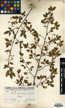 Type specimen at Edinburgh (E). Franc, Isidore: 201A. Barcode: E00414295.