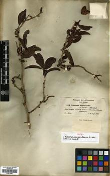 Type specimen at Edinburgh (E). Schimper, Georg: 876. Barcode: E00414296.