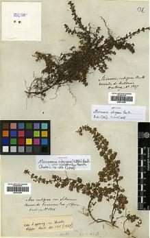 Type specimen at Edinburgh (E). Hartweg, Karl: 1336. Barcode: E00414299.