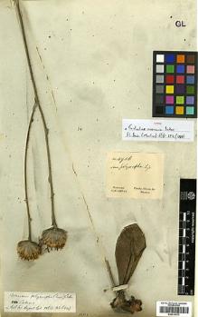 Type specimen at Edinburgh (E). Gardner, George: 4956. Barcode: E00414313.
