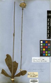 Type specimen at Edinburgh (E). Gardner, George: 4956. Barcode: E00414314.