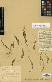 Type specimen at Edinburgh (E). Harris, William H.: 6294. Barcode: E00414334.