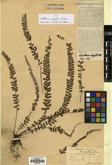Type specimen at Edinburgh (E). Harris, William H.: 7477. Barcode: E00414339.