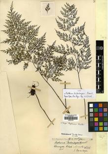 Type specimen at Edinburgh (E). Daubenberger: 43. Barcode: E00414340.