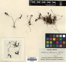 Type specimen at Edinburgh (E). Brown, Robert: . Barcode: E00414342.