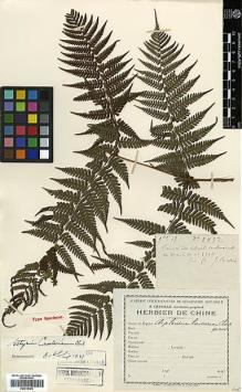 Type specimen at Edinburgh (E). Cavalerie, Pierre: 2852. Barcode: E00414353.
