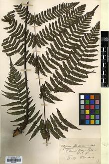 Type specimen at Edinburgh (E). Cavalerie, Pierre: . Barcode: E00414354.
