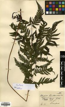 Type specimen at Edinburgh (E). Cavalerie, Pierre: . Barcode: E00414355.