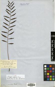 Type specimen at Edinburgh (E). Thwaites, George: 3050. Barcode: E00414357.