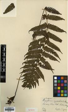 Type specimen at Edinburgh (E). Mann, Gustav: . Barcode: E00414359.