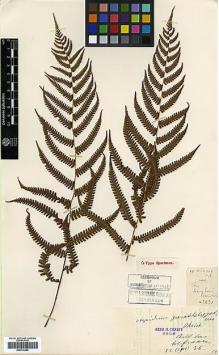 Type specimen at Edinburgh (E). Cavalerie, Pierre: 231. Barcode: E00414362.