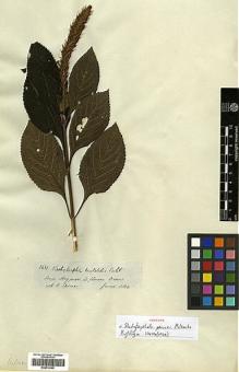 Type specimen at Edinburgh (E). Spruce, Richard: 3631. Barcode: E00414365.