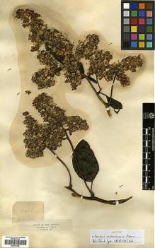 Type specimen at Edinburgh (E). Triana, Jose: 1485. Barcode: E00414369.