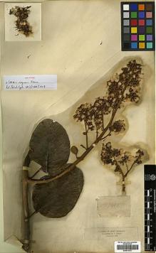 Type specimen at Edinburgh (E). Triana, Jose: 1486. Barcode: E00414372.