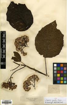 Type specimen at Edinburgh (E). Triana, Jose: 1479. Barcode: E00414374.