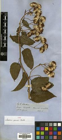 Type specimen at Edinburgh (E). Spruce, Richard: 3926. Barcode: E00414376.
