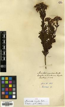 Type specimen at Edinburgh (E). Hartweg, Karl: 1086. Barcode: E00414378.