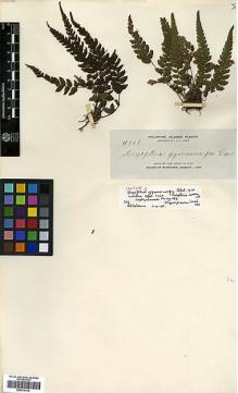 Type specimen at Edinburgh (E). Elmer, Adolph: 11508. Barcode: E00414379.