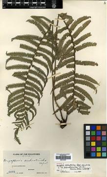 Type specimen at Edinburgh (E). Weber, Charles: 1173. Barcode: E00414381.