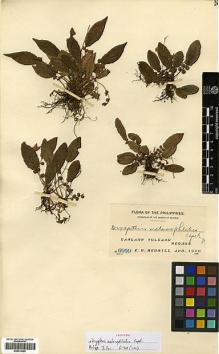 Type specimen at Edinburgh (E). Merrill, Elmer: 6959. Barcode: E00414385.