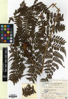Type specimen at Edinburgh (E). Botanical Expedition to Eastern India (1960): 2354. Barcode: E00414392.