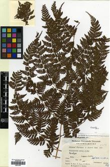 Type specimen at Edinburgh (E). Botanical Expedition to Eastern India (1960): 2354. Barcode: E00414393.