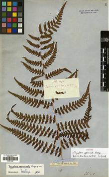 Type specimen at Edinburgh (E). Thwaites, George: 1375. Barcode: E00414400.