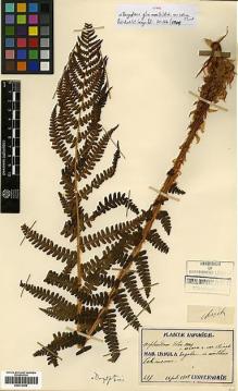 Type specimen at Edinburgh (E). Faurie, Urbain: 297. Barcode: E00414402.