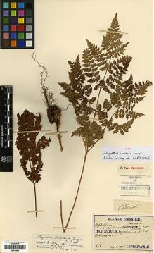 Type specimen at Edinburgh (E). Faurie, Urbain: 302. Barcode: E00414403.