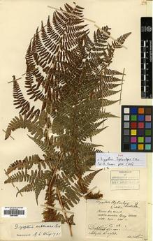 Type specimen at Edinburgh (E). Maire, Edouard-Ernest: . Barcode: E00414404.