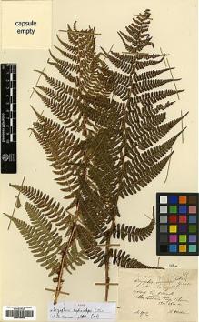 Type specimen at Edinburgh (E). Maire, Edouard-Ernest: . Barcode: E00414405.